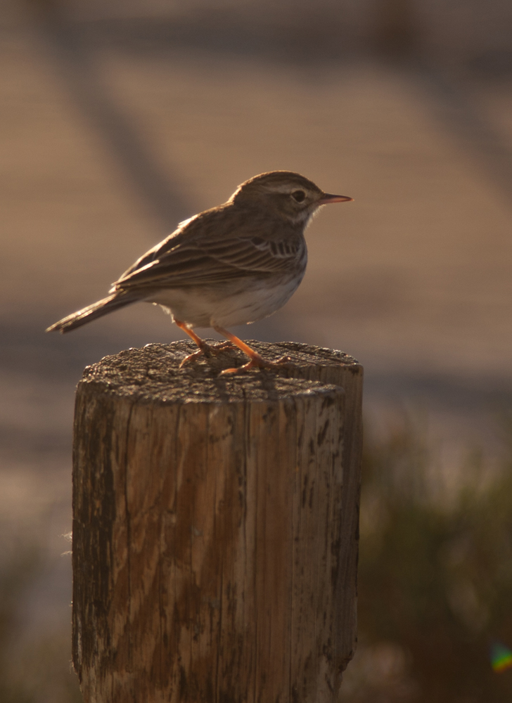 Fuerteventura Canary Islands 